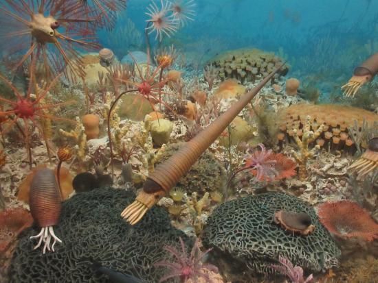 Museum of Ancient Life